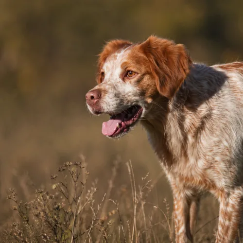 Acceder a la modalidad Perros de muestra